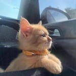 Verónica Navarro Avatar